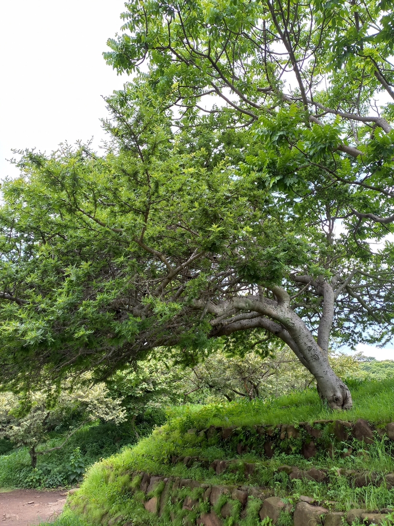 Bursera bipinnata from Guachimontones, Jal., México on August 7, 2022 ...