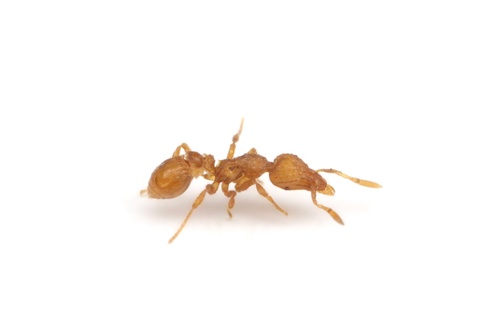 Strumigenys metazytesStrumigenys metazytes