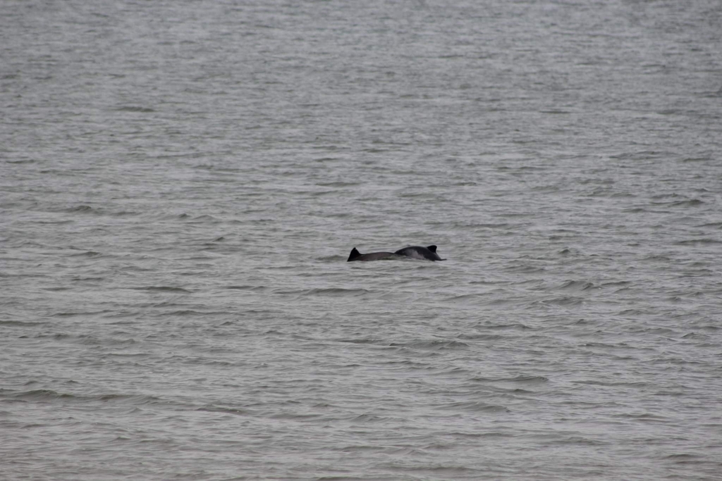 Harbour Porpoise From Saint John NB Canada On August 4 2022 By   Large 