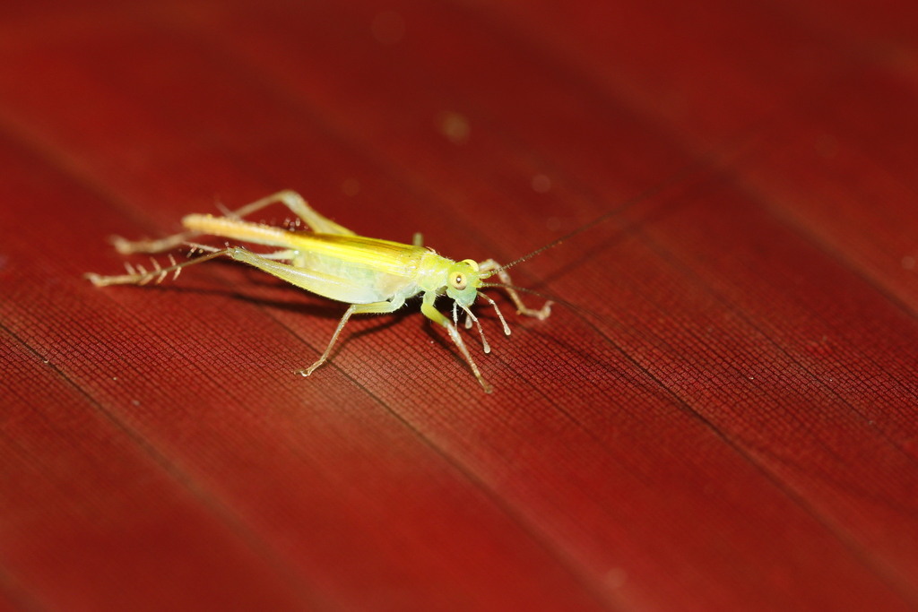 Tigani Insect Trigonidiini in January 2015 by KristenM · iNaturalist