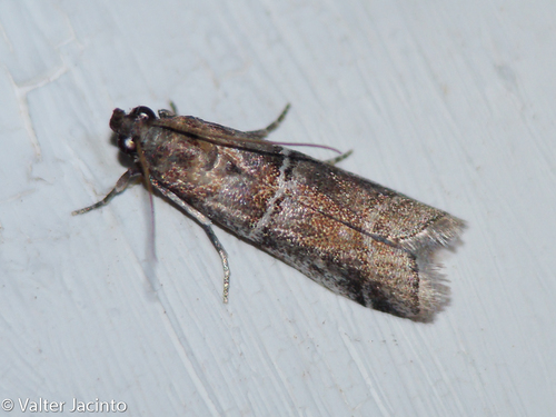 Alophia combustella Herrich-Schäffer, 1852