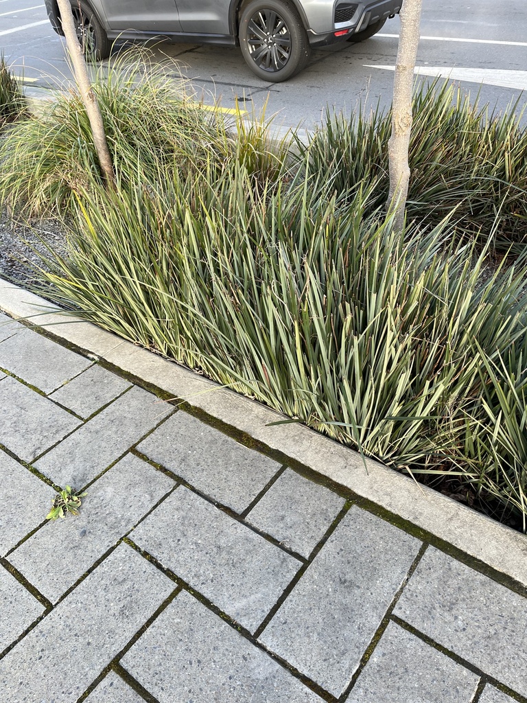 agaves, orchids, irises, and allies from Te Waipounamu/South Island