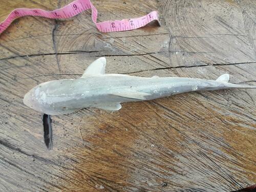Milk Shark