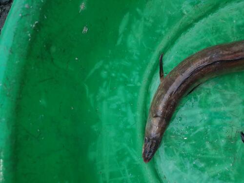 Guinean Pike-conger