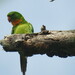 Red-throated Parakeet - Photo (c) José Lito Tejada Cobos, all rights reserved, uploaded by José Lito Tejada Cobos