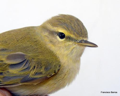 Iberian Chiffchaff