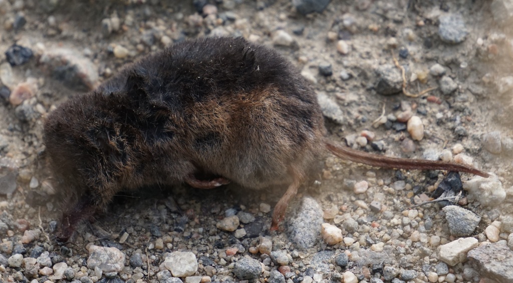 Arctic Shrew in August 2022 by Mason Corden. dead at the side of a ...