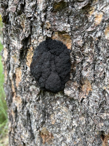 iNaturalist observation photo of Fungi Including Lichens