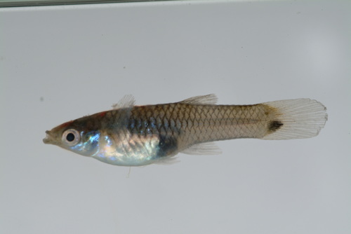 Guppy