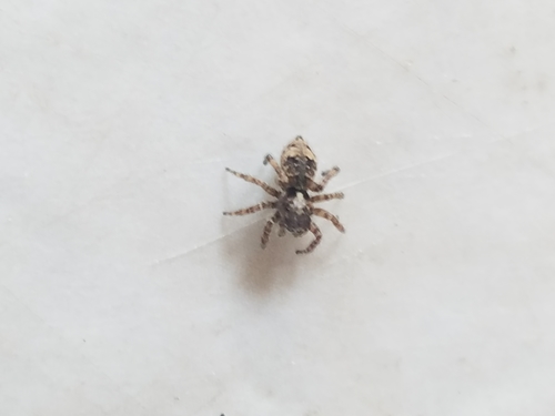 photo of Asiatic Wall Jumping Spider (Attulus fasciger)