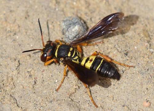 ワスプス wasps ビステ カンタベリー ワスプス wasps ビステ カンタベリー