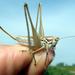 Pterolepis lusitanica - Photo (c) Francisco Barros, todos los derechos reservados, subido por Francisco Barros