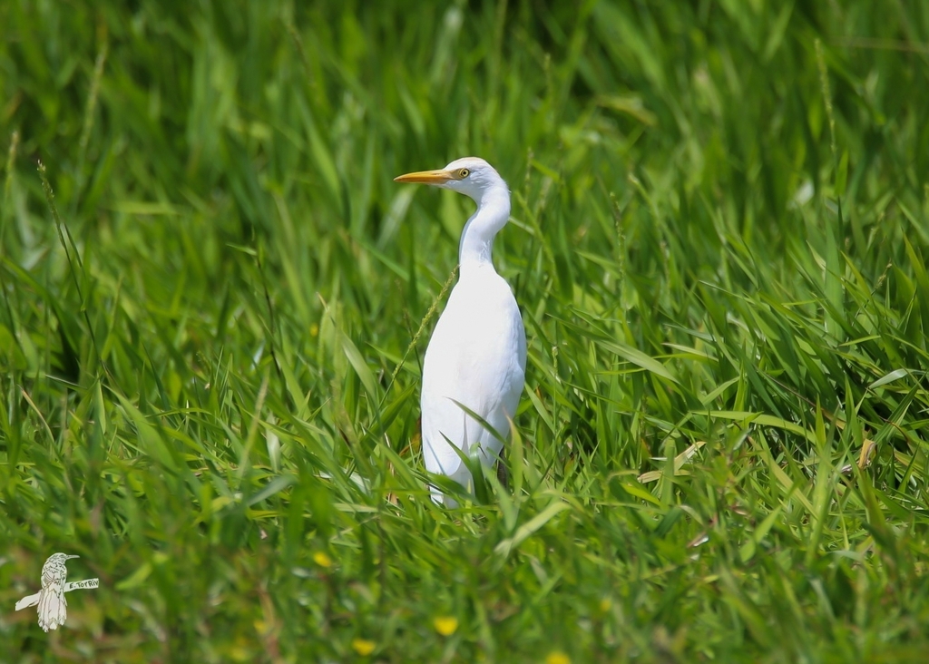 Cattle Egret From Islote Arecibo Puerto Rico On April 2 2022 At 01   Large 