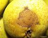 Pear Scab - Photo (c) Francisco Barros, all rights reserved, uploaded by Francisco Barros