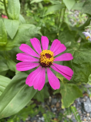 Elegant Zinnia