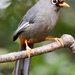 Chestnut-capped Laughingthrush - Photo (c) Hickson Fergusson, all rights reserved, uploaded by Hickson Fergusson