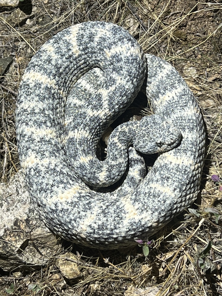 Southwestern Speckled Rattlesnake in August 2022 by Mike Rochford ...