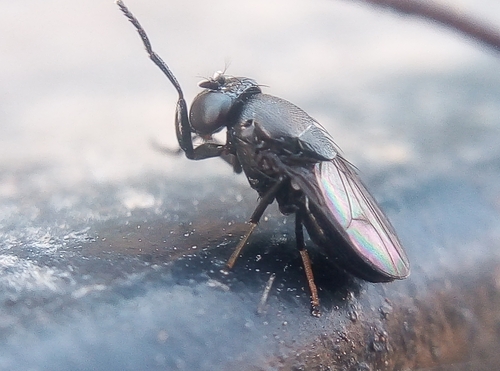 Discomyza similis