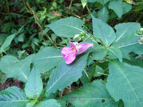 Impatiens textorii Miq.