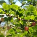 Ribes formosanum - Photo (c) 吳佳叡, todos los derechos reservados, subido por 吳佳叡