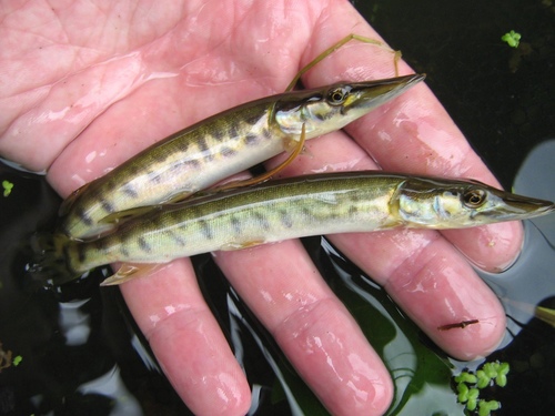 Muskellunge