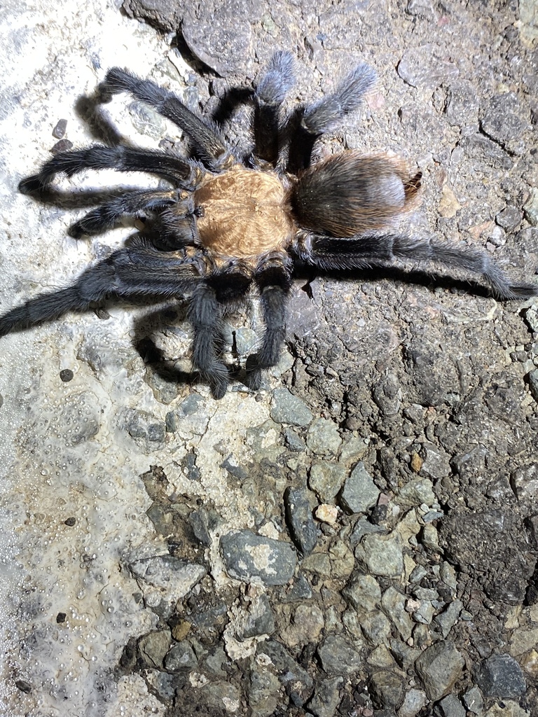 Texas Brown Tarantula in August 2022 by Kat Moorman · iNaturalist