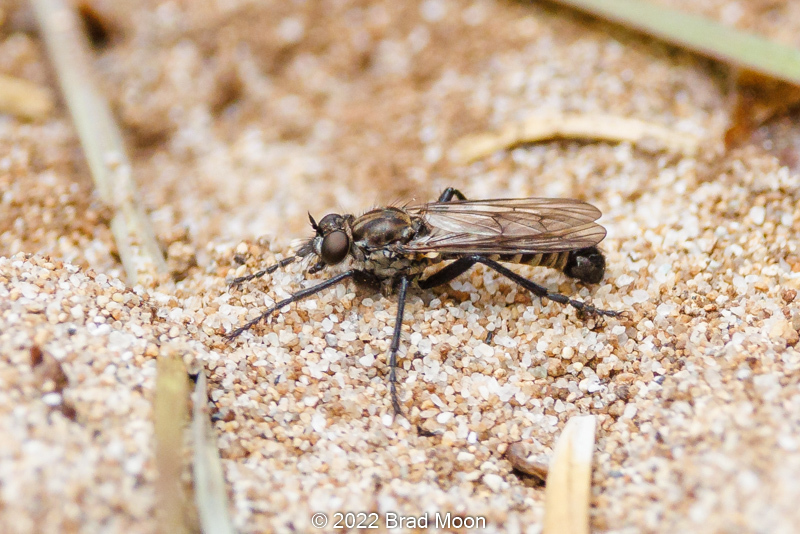 Laypan Insect Lasiopogon pacificus in July 2022 by Brad Moon. In dry sandy patch ...