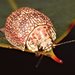 Paropsis blandina - Photo (c) Martin Lagerwey, all rights reserved, uploaded by Martin Lagerwey