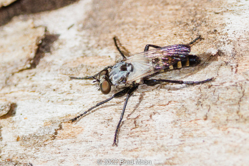 Coleomyia