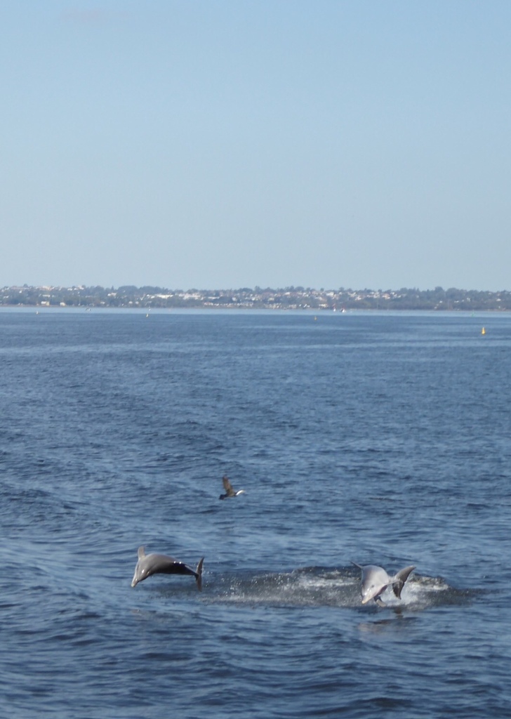 Tursiops aduncus<br>19 April, 2017
