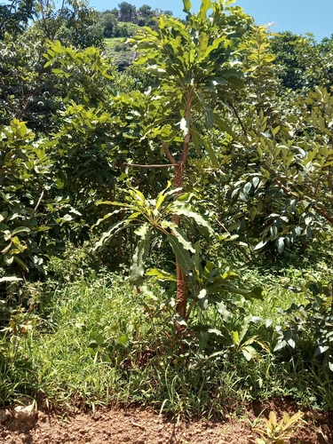 Shea Tree