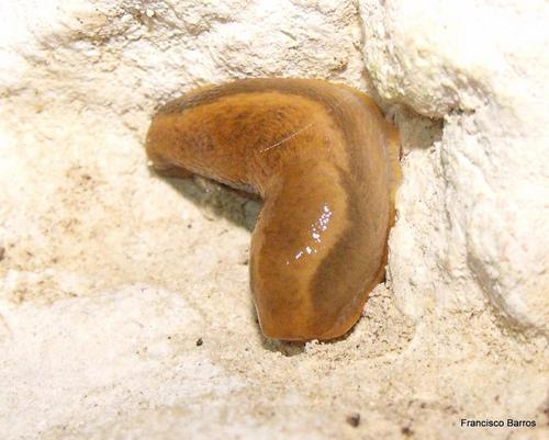 Arion gilvus