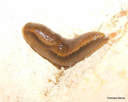 Arion gilvus