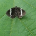 photo of White-striped Black (Trichodezia albovittata)