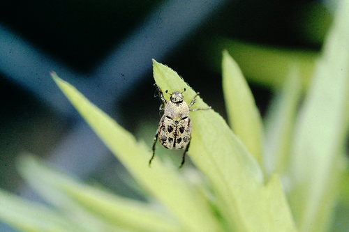 Hoplia aureola