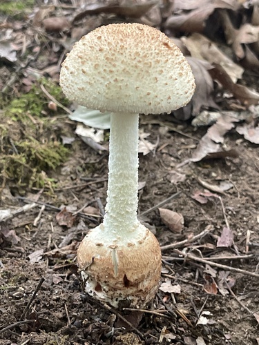 Amanita daucipes