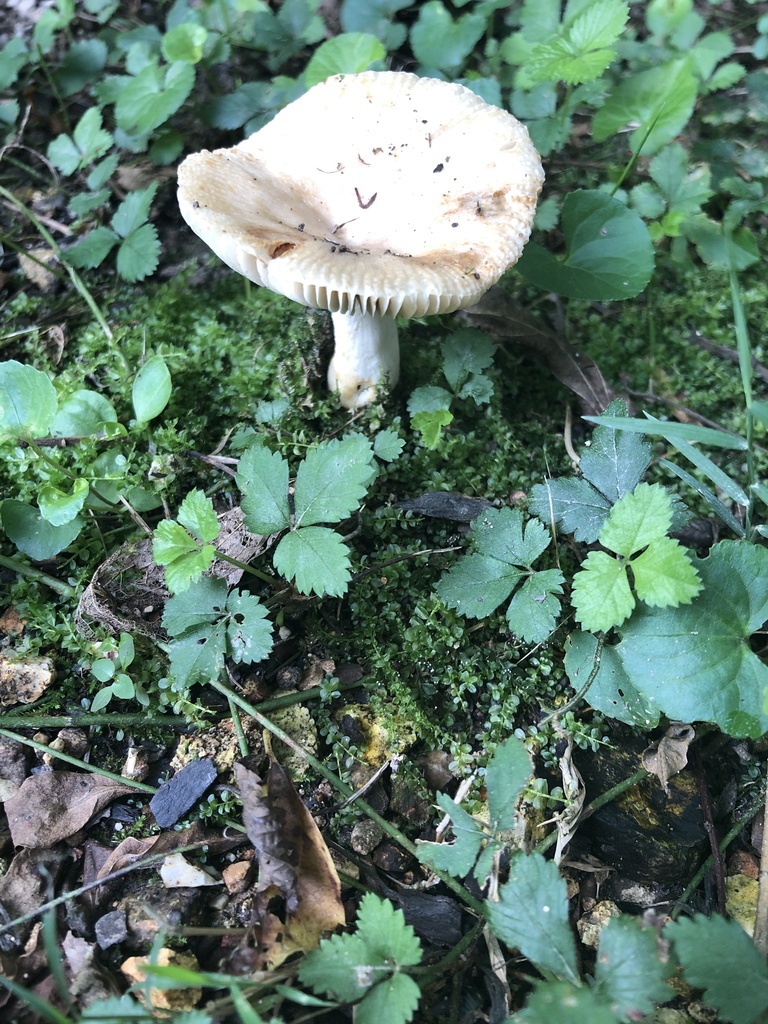 Russula subsect. Foetentinae in August 2022 by Chris Grant · iNaturalist