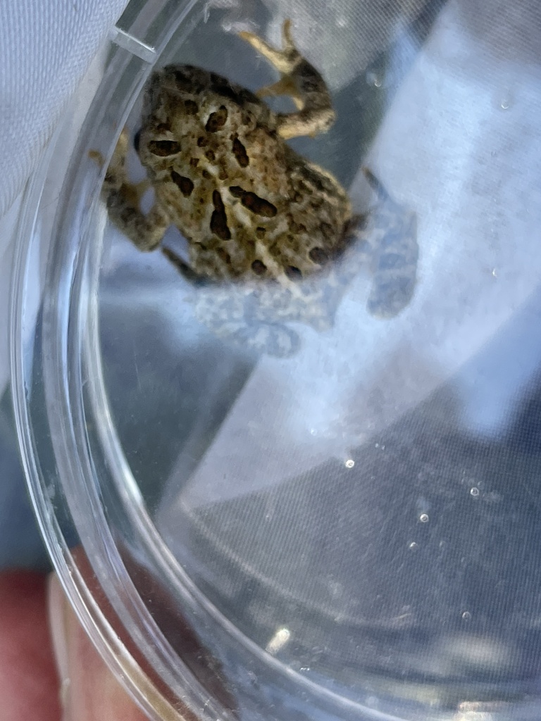 Tree Toad Bc Canadian Toad from Gimli, MB, CA on August 09, 2022 at 01:53 PM by ...