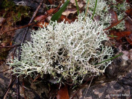 Cladonia rangiformis
