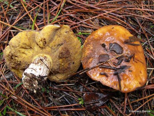 Suillus collinitus