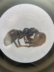 Image of Camponotus dolabratus