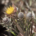 Carlina canariensis - Photo (c) Fero Bednar, all rights reserved, uploaded by Fero Bednar