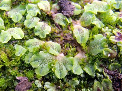 Riccia gougetiana