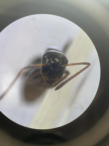 Camponotus dolabratus image