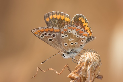 Aricia cramera