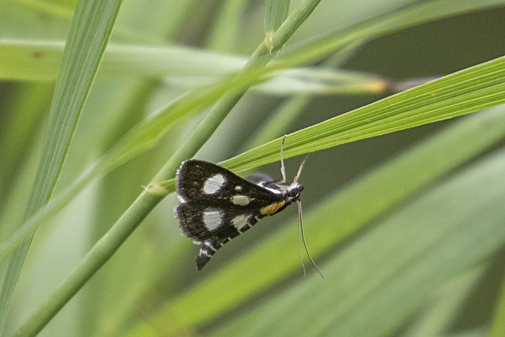 Whitespotted Sable from Peel, Ontario, Canada on August 09, 2022 at 11