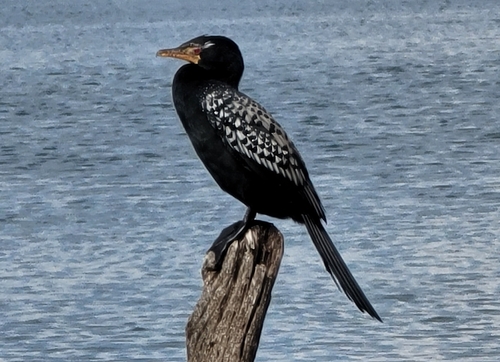 Reed Cormorant