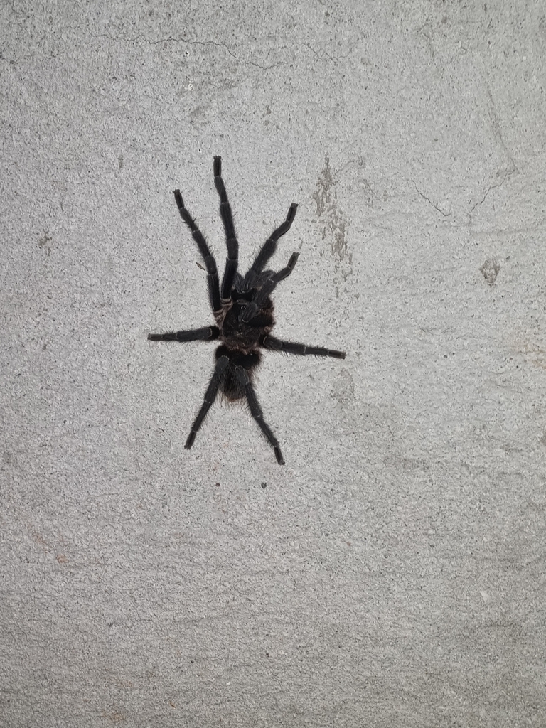 Costa Rican Stripedknee Tarantula from San Antonio de Oriente