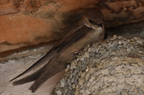 Eurasian Crag-Martin