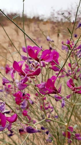 Corethrodendron fruticosum